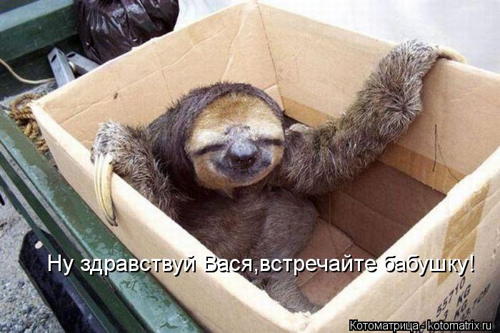 Ну здравствуй Вася,встречайте бабушку!... Котоматрица: Ну здравствуй Вася,встречайте бабушку!