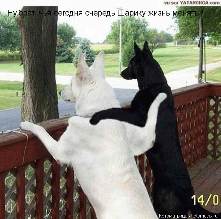 Ну,брат, чья сегодня очередь Шарику жизнь менять?... Котоматрица: Ну,брат, чья сегодня очередь Шарику жизнь менять?