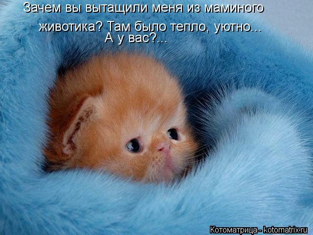 Зачем вы вытащили меня из маминого животика? Там было тепло, уютно... А у вас?...... Котоматрица: Зачем вы вытащили меня из маминого животика? Там было тепло, уютно... А у вас?...