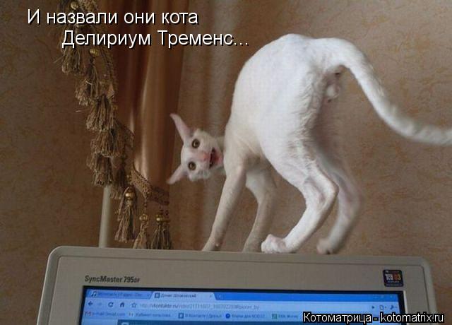 И назвали они кота Делириум Тременс...... Котоматрица: И назвали они кота Делириум Тременс...
