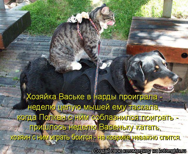 Котоматрица: Хозяйка Ваське в нарды проиграла -  неделю целую мышей ему таскала, когда Полкан с ним соблазнился поиграть -  пришлось неделю Васеньку ката