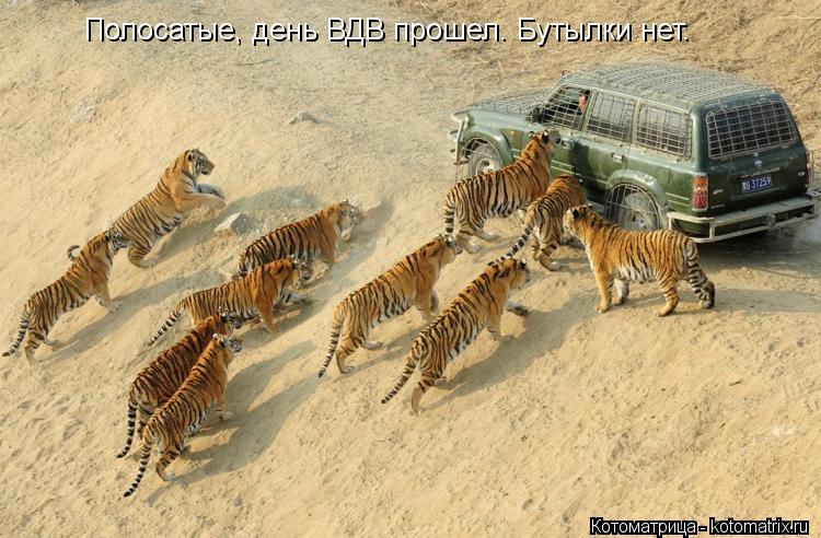 Полосатые, день ВДВ прошел. Бутылки нет.... Котоматрица: Полосатые, день ВДВ прошел. Бутылки нет.