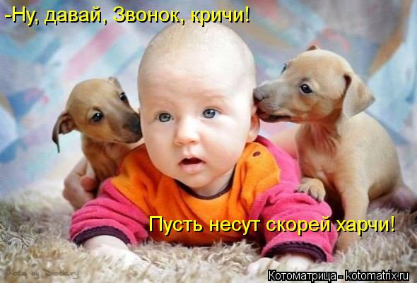 -Ну, давай, Звонок, кричи! Пусть несут скорей харчи!... Котоматрица: -Ну, давай, Звонок, кричи! Пусть несут скорей харчи!