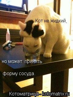 Кот не жидкий, но может принять форму сосуда.... Котоматрица: Кот не жидкий, но может принять форму сосуда.
