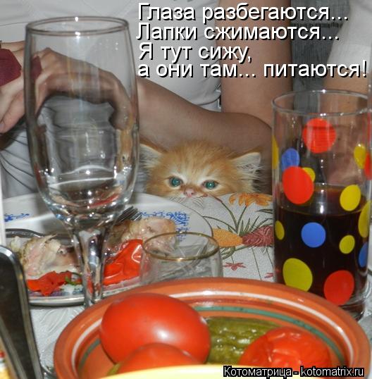 Глаза разбегаются... Лапки сжимаются... Я тут сижу, а они там... питаются!... Котоматрица: Глаза разбегаются... Лапки сжимаются... Я тут сижу, а они там... питаются!