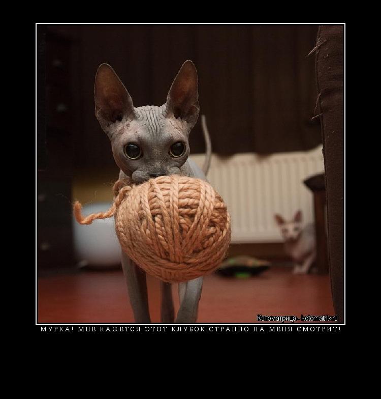 МУРКА! МНЕ КАЖЕТСЯ ЭТОТ КЛУБОК СТРАННО НА МЕНЯ СМОТРИТ! ... Котоматрица: МУРКА! МНЕ КАЖЕТСЯ ЭТОТ КЛУБОК СТРАННО НА МЕНЯ СМОТРИТ!