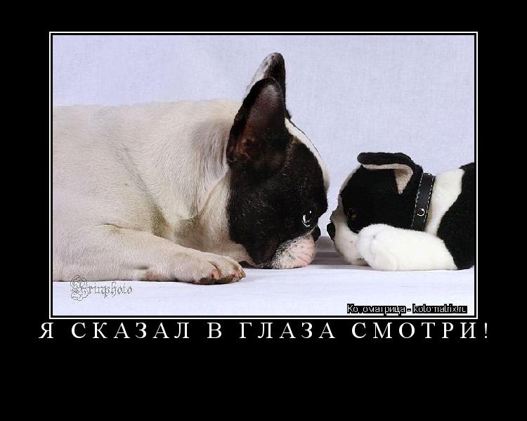 Я СКАЗАЛ В ГЛАЗА СМОТРИ! ... Котоматрица: Я СКАЗАЛ В ГЛАЗА СМОТРИ!