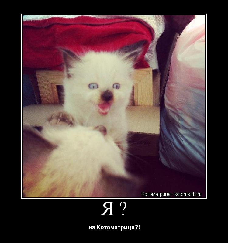 Я? на Котоматрице?!... Котоматрица: Я? на Котоматрице?!
