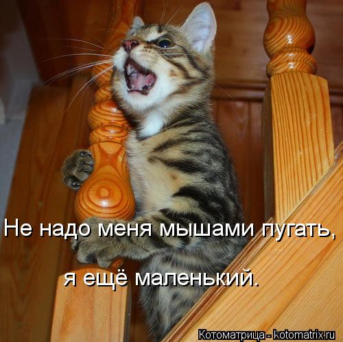 Не надо меня мышами пугать, я ещё маленький.... Котоматрица: Не надо меня мышами пугать, я ещё маленький.