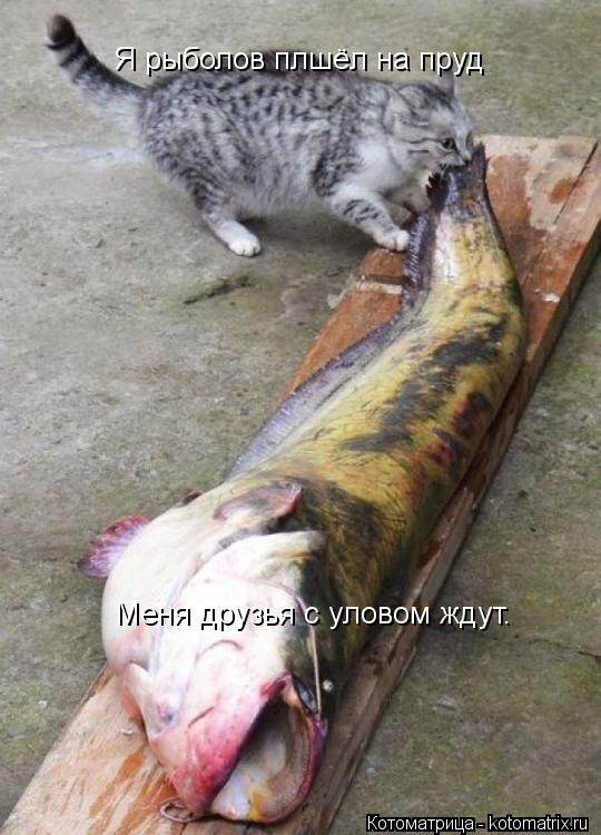 Котоматрица: Я рыболов плшёл на пруд Меня друзья с уловом ждут.