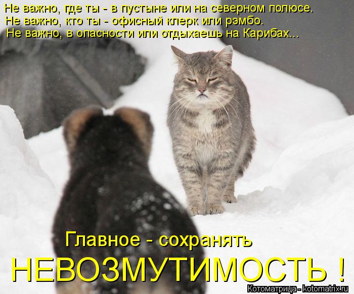 Котоматрица: Не важно, где ты - в пустыне или на северном полюсе. Не важно, кто ты - офисный клерк или рэмбо. Не важно, в опасности или отдыхаешь на Карибах...