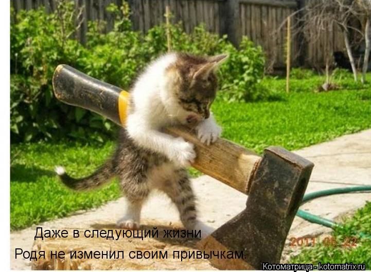 Котоматрица: Даже в следующий жизни  Родя не изменил своим привычкам.