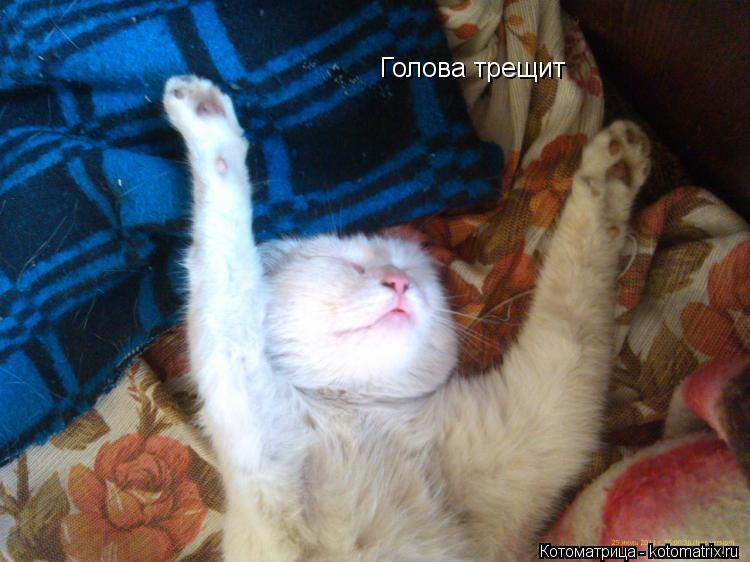 Котоматрица: Голова трещит