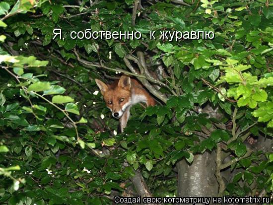 Котоматрица: Я, собственно, к журавлю