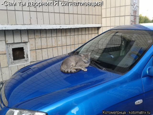 Котоматрица: -Сам ты дворник!Я сигнализация!