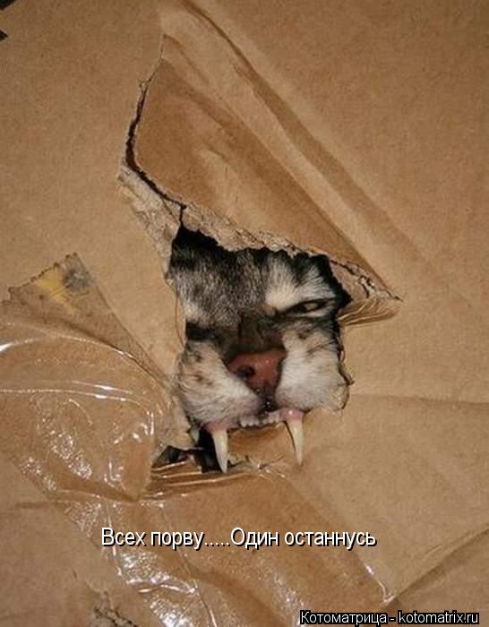 Всех порву.....Один останнусь... Котоматрица: Всех порву.....Один останнусь