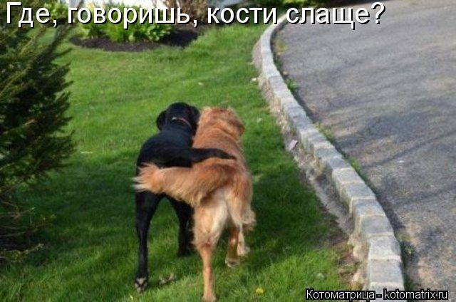 Где, говоришь, кости слаще?... Котоматрица: Где, говоришь, кости слаще?