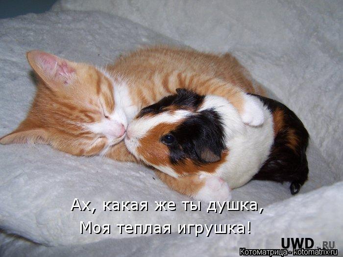 Ах, какая же ты душка, Моя теплая игрушка!... Котоматрица: Ах, какая же ты душка, Моя теплая игрушка!