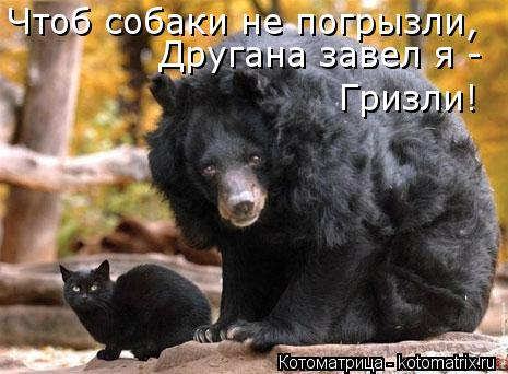 Чтоб собаки не погрызли, Другана завел я - Гризли!... Котоматрица: Чтоб собаки не погрызли, Другана завел я - Гризли!