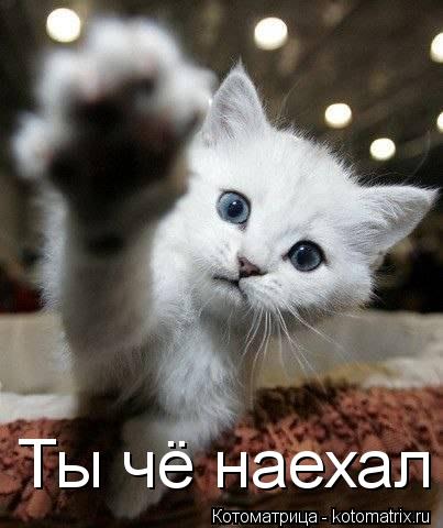 Ты чё наехал... Котоматрица: Ты чё наехал