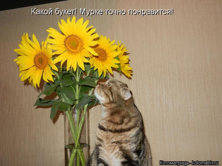 Какой букет! Мурке точно понравится!... Котоматрица: Какой букет! Мурке точно понравится!
