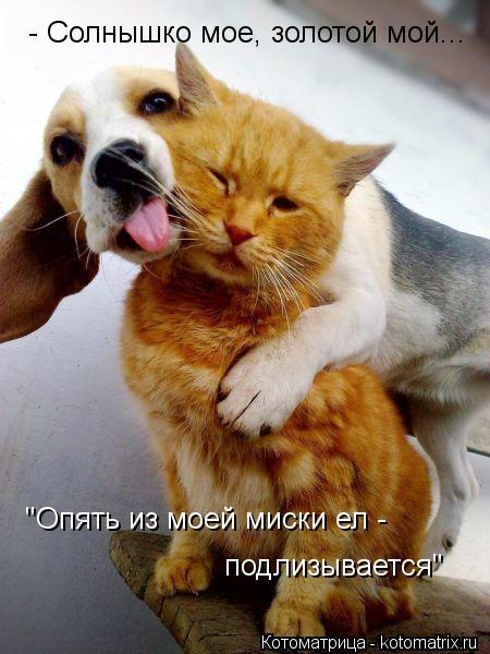 Котоматрица: - Солнышко мое, золотой мой... "Опять из моей миски ел -  подлизывается"