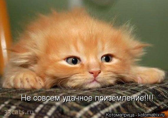 Котоматрица: Не совсем удачное приземление!!!!