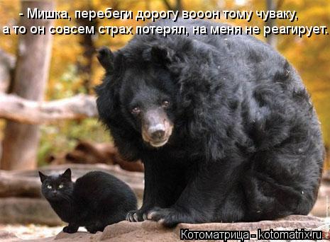 - Мишка, перебеги дорогу вооон тому чуваку, а то он совсем страх потерял, на меня не реагирует.... Котоматрица: - Мишка, перебеги дорогу вооон тому чуваку, а то он совсем страх потерял, на меня не реагирует.