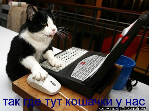 так где тут кошачки у нас... Котоматрица: так где тут кошачки у нас