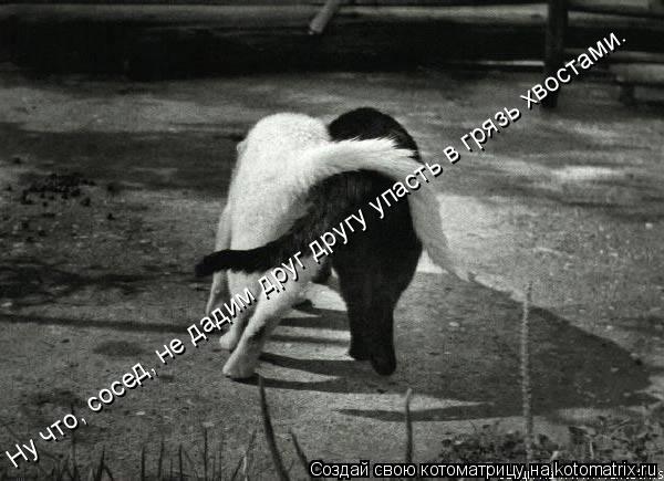 Ну что, сосед, не дадим друг другу упасть в грязь хвостами.... Котоматрица: Ну что, сосед, не дадим друг другу упасть в грязь хвостами.
