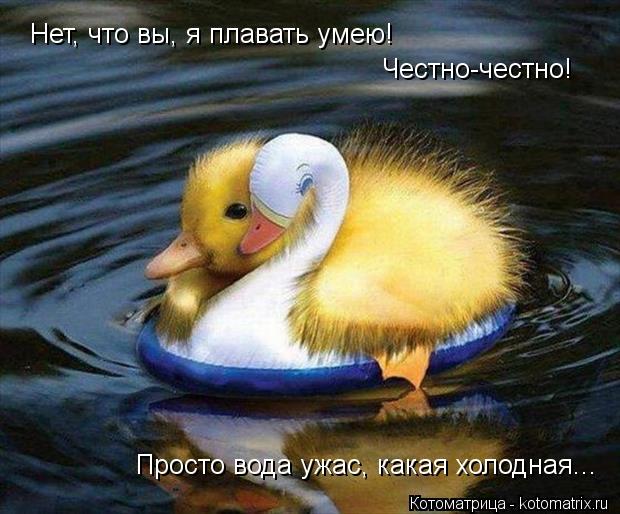 Нет, что вы, я плавать умею! Честно-честно! Просто вода ужас, какая холодная...... Котоматрица: Нет, что вы, я плавать умею! Честно-честно! Просто вода ужас, какая холодная...