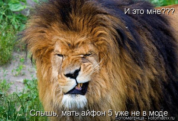 И это мне??? Слышь, мать айфон 5 уже не в моде... Котоматрица: И это мне??? Слышь, мать айфон 5 уже не в моде