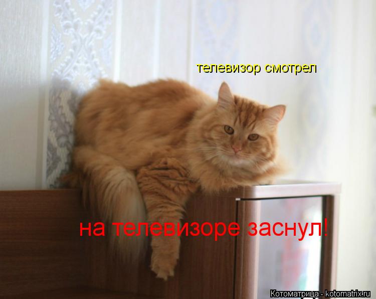 телевизор смотрел на телевизоре заснул!... Котоматрица: телевизор смотрел на телевизоре заснул!