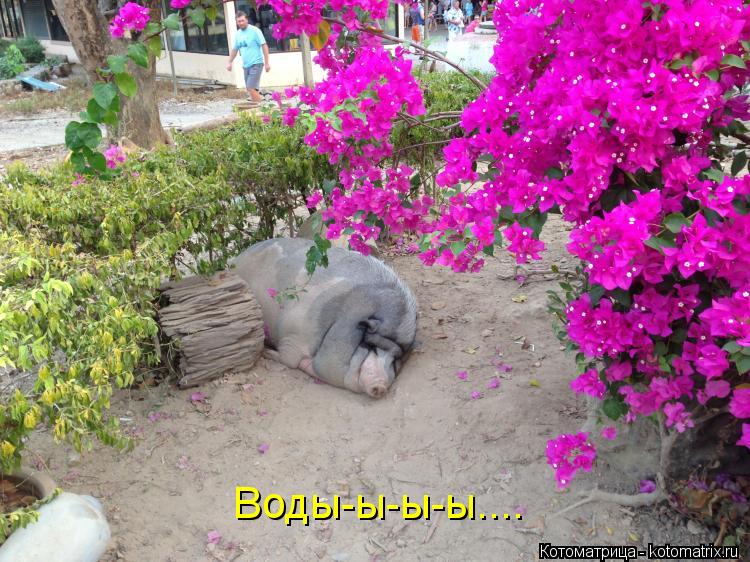 Воды-ы-ы-ы....... Котоматрица: Воды-ы-ы-ы....