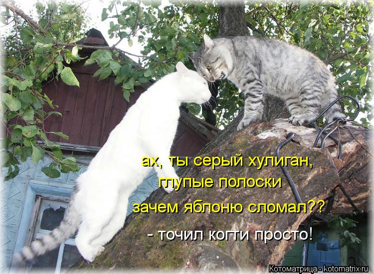 ах, ты серый хулиган, глупые полоски зачем яблоню сломал?? - точил когти просто!... Котоматрица: ах, ты серый хулиган, глупые полоски зачем яблоню сломал?? - точил когти просто!