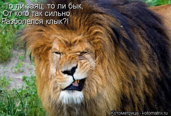 То ли заяц, то ли бык, От кого так сильно, Разболелся клык?!... Котоматрица: То ли заяц, то ли бык, От кого так сильно, Разболелся клык?!