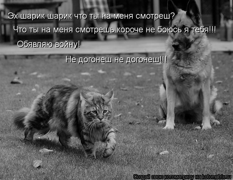 Эх шарик шарик что ты на меня смотреш? Что ты на меня смотрешь короче не боюсь я тебя!!! Обявляю войн... Котоматрица: Эх шарик шарик что ты на меня смотреш? Что ты на меня смотрешь короче не боюсь я тебя!!! Обявляю войну! Не догонеш не догонеш!!!
