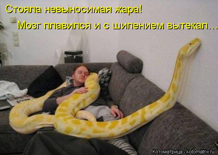 Стояла невыносимая жара! Мозг плавился и с шипением вытекал…... Котоматрица: Стояла невыносимая жара! Мозг плавился и с шипением вытекал…