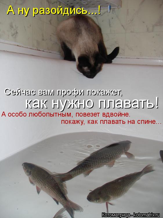 Котоматрица: А ну разойдись...! Сейчас вам профи покажет, как нужно плавать! А особо любопытным, повезет вдвойне. покажу, как плавать на спине...