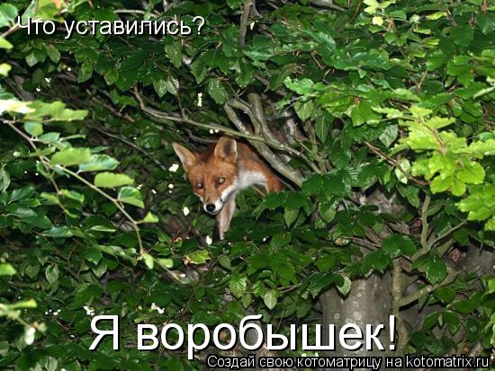 Котоматрица: Что уставились? Я воробышек!