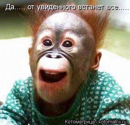 Да...., от увиденного встанет все........ Котоматрица: Да...., от увиденного встанет все.....