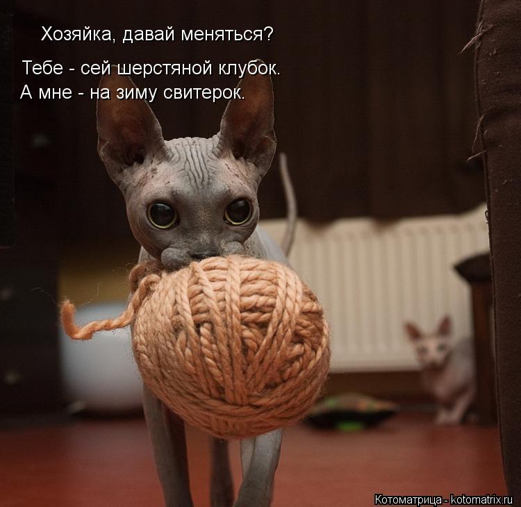 Котоматрица: Хозяйка, давай меняться? Тебе - сей шерстяной клубок. А мне - на зиму свитерок.