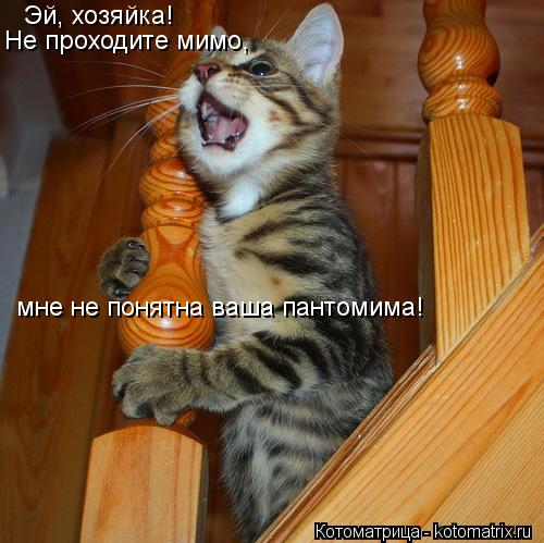 Эй, хозяйка! Не проходите мимо, мне не понятна ваша пантомима!... Котоматрица: Эй, хозяйка! Не проходите мимо, мне не понятна ваша пантомима!