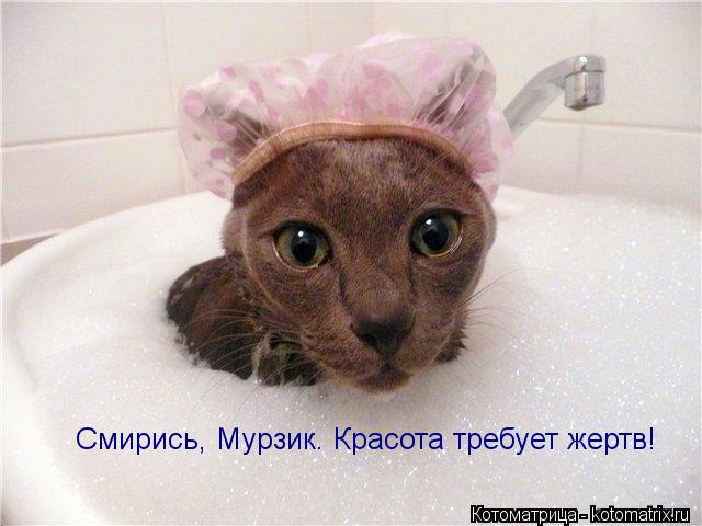 Смирись, Мурзик. Красота требует жертв!... Котоматрица: Смирись, Мурзик. Красота требует жертв!