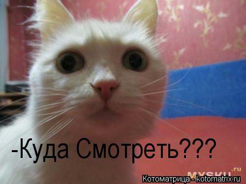 -Куда Смотреть???... Котоматрица: -Куда Смотреть???
