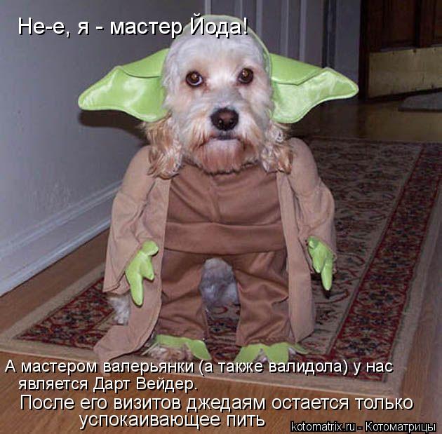 Котоматрица: Не-е, я - мастер Йода! А мастером валерьянки (а также валидола) у нас  является Дарт Вейдер.  После его визитов джедаям остается только  успока