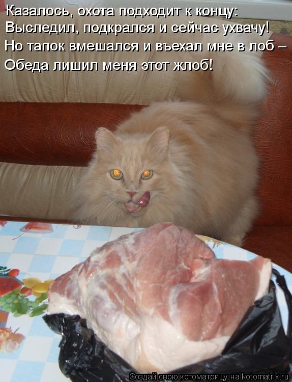 Котоматрица: Казалось, охота подходит к концу: Выследил, подкрался и сейчас ухвачу! Но тапок вмешался и въехал мне в лоб – Обеда лишил меня этот жлоб!