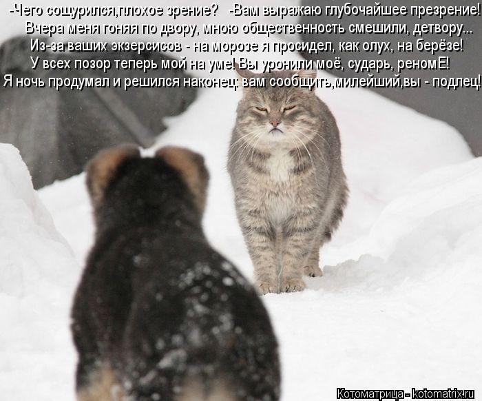 Котоматрица: -Чего сощурился,плохое зрение?   -Вам выражаю глубочайшее презрение! Вчера меня гоняя по двору, мною общественность смешили, детвору... Из-за 