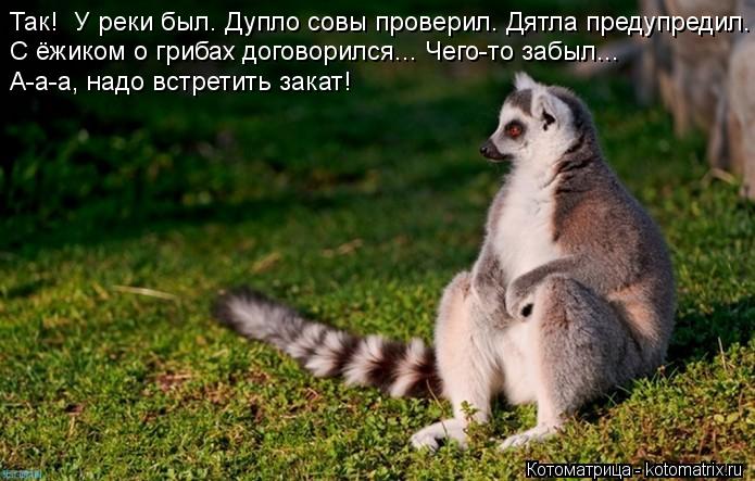Так! У реки был. Дупло совы проверил. Дятла предупредил. С ёжиком о грибах договорился... Чего-то за... Котоматрица: Так! У реки был. Дупло совы проверил. Дятла предупредил. С ёжиком о грибах договорился... Чего-то забыл... А-а-а, надо встретить закат!