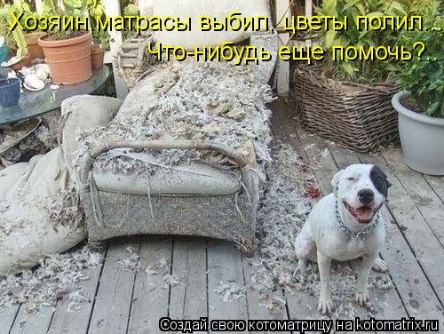 Хозяин,матрасы выбил, цветы полил... Что-нибудь еще помочь?..... Котоматрица: Хозяин,матрасы выбил, цветы полил... Что-нибудь еще помочь?..